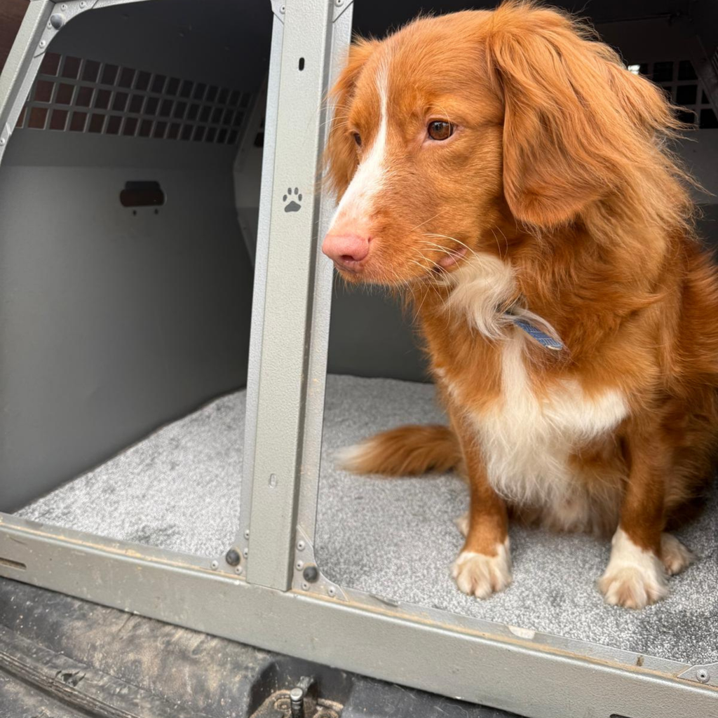 Dog Crate Carpets