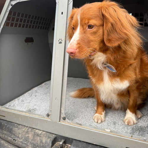 Dog Crate Carpets