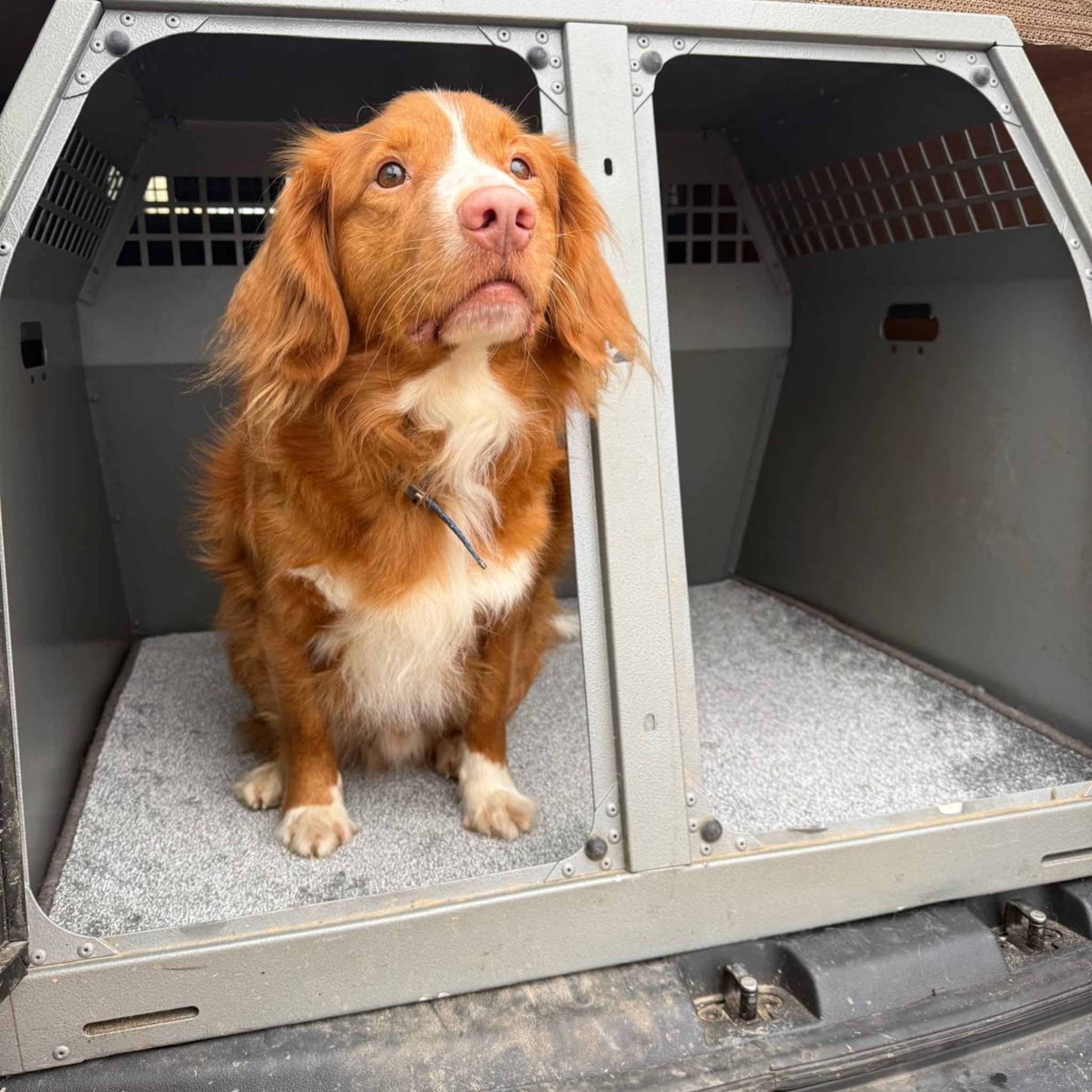 Dog Crate Carpets